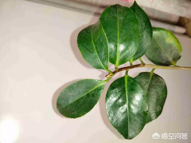 山茶花是什么颜色:山茶花有什么特性，如何进行栽培管理？