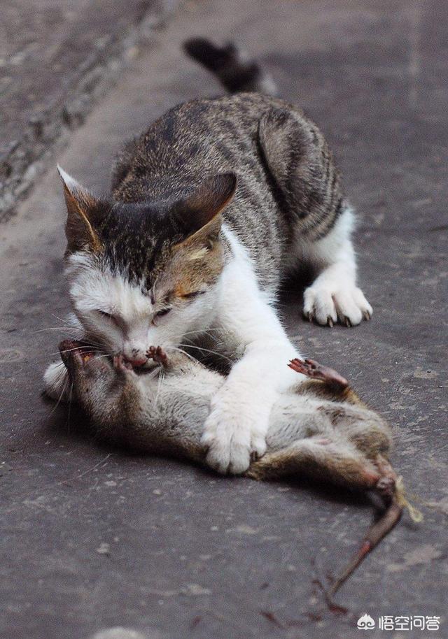 头条问答 现在的老鼠不怕猫吗 为什么 我和宠物的故事的回答 0赞