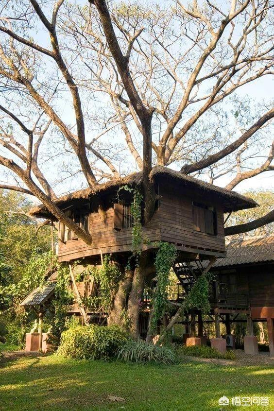头条问答 - 我想在国家5a级景区里面搭建个顶级树屋酒店,大家有没有好