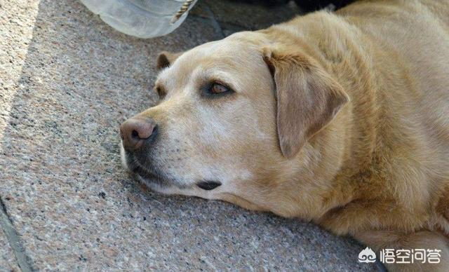 拉布拉多犬介绍及图片:拉布拉多有哪些缺点，为什么它会受到人们喜爱？ 拉不拉布拉多犬图片