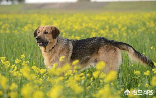 纯种拉布拉多犬种公犬:拉布拉多和土狗虎斑犬配种怎么样？