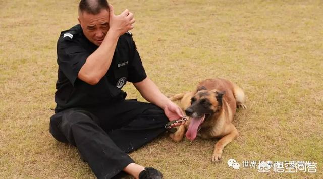 南昌巨贵犬舍:一般警犬都是怎么炼成的？ 北京巨贵犬舍