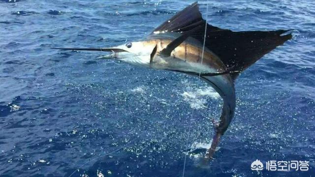 各位海钓高手 海钓时用什么鱼饵好呢 头条问答