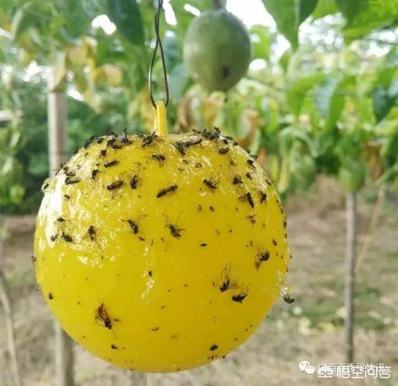 水果大战害虫:防控南方果实蝇，有什么比较好的办法？