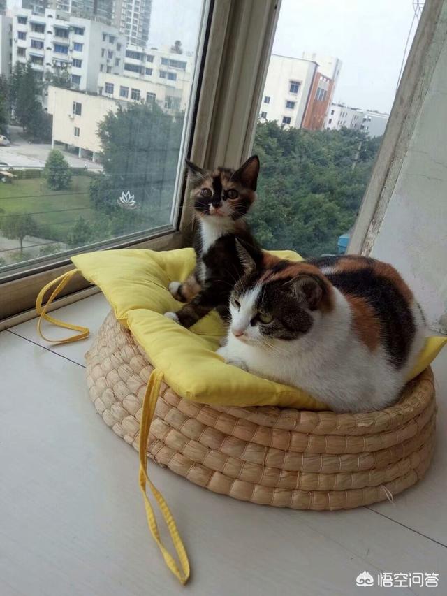 猫的黄疸病检查多少钱:猫咪生病了，花很多钱治病应该吗？