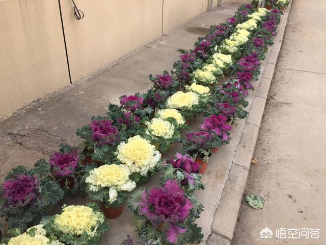 扫一扫识别石头,手机支付宝如何使用AR扫描功能？