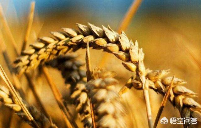 纸价未来会涨吗，小麦未来的价格会怎么样有上涨的可能吗