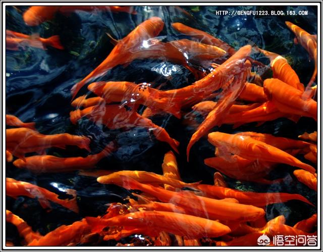 教你养观赏鱼的过滤方法:饲养观赏鱼需要定期大换水清理鱼缸吗？怎样养好观赏鱼？ 养观赏鱼过滤制作