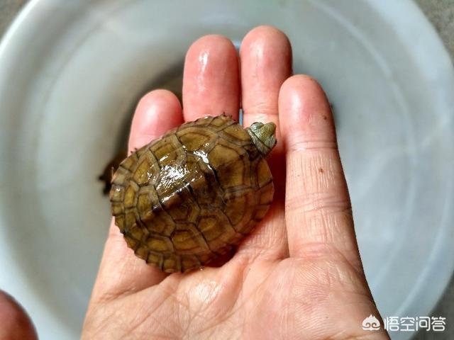 乌龟的生活习性二十字作文:金线龟的生活习性，怎么饲养？ 介绍乌龟的生活习性作文150字