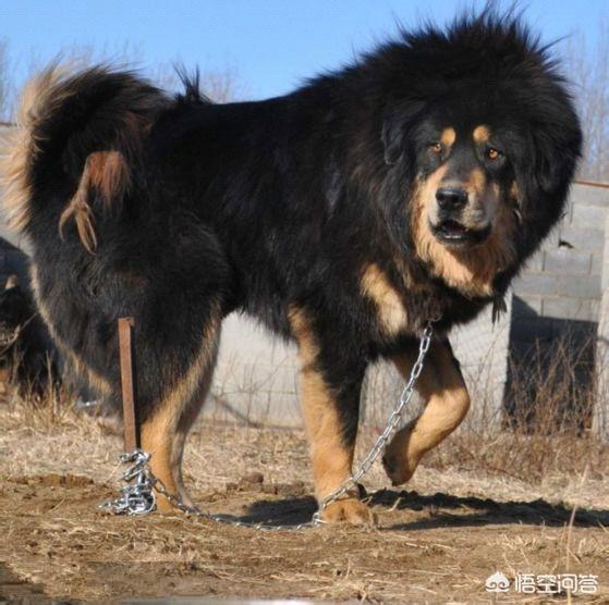 世界上最大的藏獒王:藏獒獒王可以打得过几只鬣狗女王？为什么？
