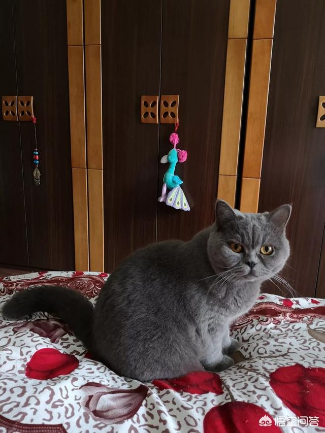 玩具存钱箱愤怒的猫咪:自从养了猫，你的生活发生了什么改变？