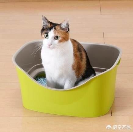 日本飞鼠多长时间上一次厕所:猫咪多久排便一次算正常？