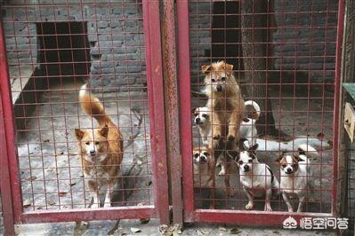 关于流浪狗和流浪猫感悟:关于流浪狗和流浪猫感悟 为什么当下有些人认为流浪的人不如流浪狗值得同情？