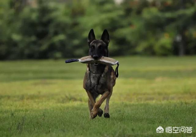 怎样训练比利时马犬:马犬训练衔取东西好训吗？有几种训练方法？ 比利时马犬视频训练