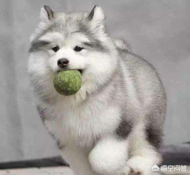阿拉斯加雪撬犬标准:如何挑选一只纯正的阿拉斯加雪橇犬？
