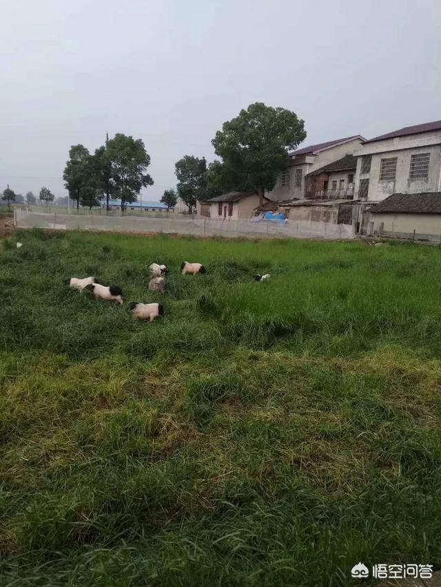 海南五指山香猪图片:海南五指山香猪 我国优良的地方猪种有哪些？