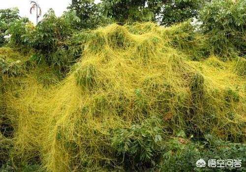 中药壮阳药有哪些，用黄芪和菟丝子泡水，有什么功效