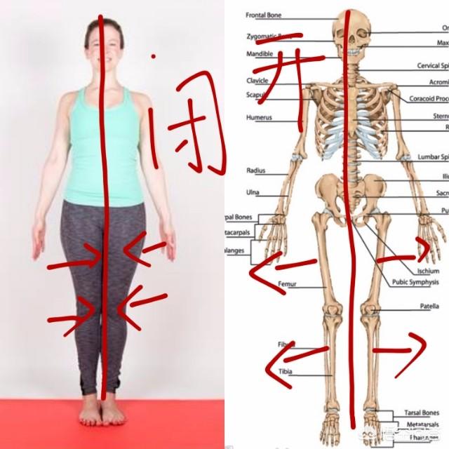 瑜伽狗:瑜伽体式里面怎么区分开髋和闭髋？