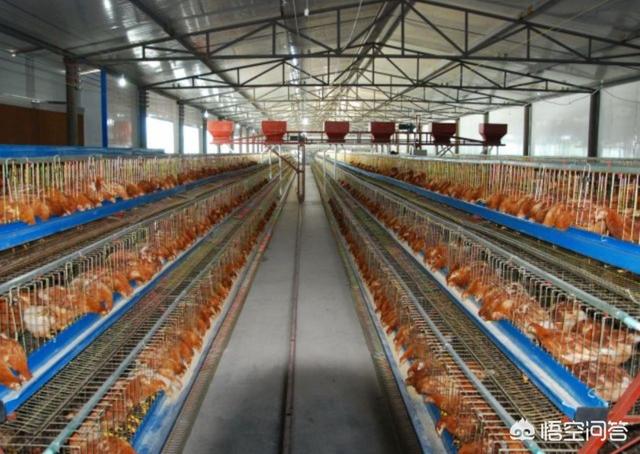 散养鸡视频:散养鸡视频播放 农村家家户户散养的鸡肉最好吃，为何现在好像很少吃到了啊？
