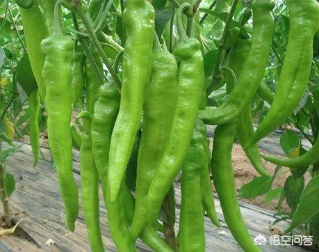 辣椒与泡菜大结局:做泡菜时，生姜可以和辣椒泡在一起吗？