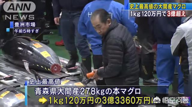 黑鳍蛇鲭是海狼嘛:皇帝岛潜水是种什么体验？
