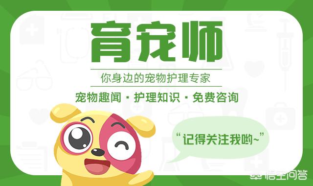 泰迪犬图片:泰迪犬究竟有什么优点，那么多人喜欢它？ 泰迪犬图片 可爱