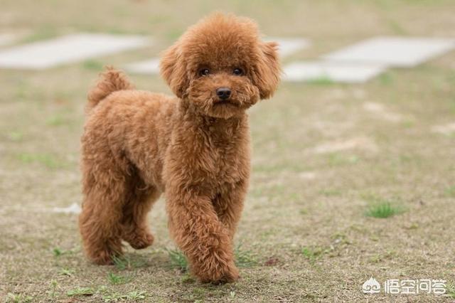 搞笑狗狗罚站视频:泰迪犬的哪些行为在我们眼中看来是搞笑的，但是却可能生病了？