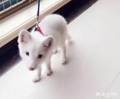 宠物大耳狐狸:狐狸是不是真的有狐臭？能私人饲养吗？