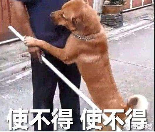 小狗罚站搞笑视频:你们的室友都发生过哪些奇葩搞笑的事？ 小狗表演的搞笑视频