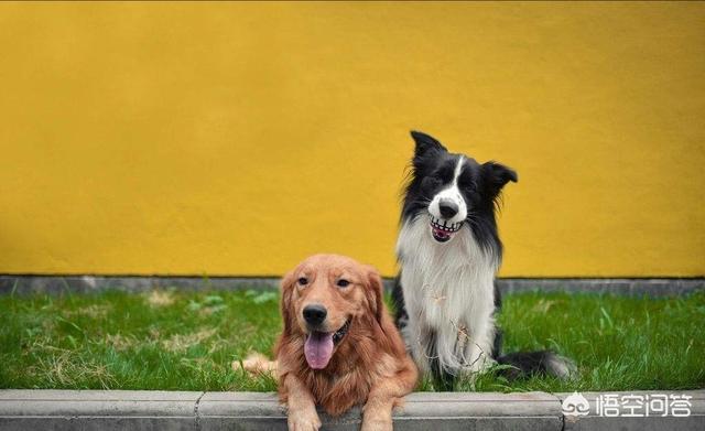 边境牧羊犬性格特点优缺点:养一只边境牧羊犬好不好，有什么缺点嘛？