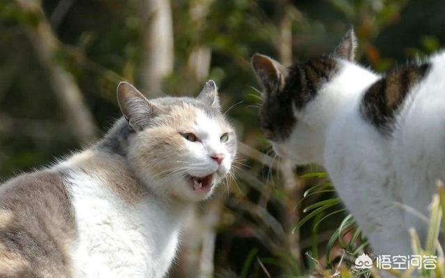 两只小猫咪图片:如果同时养两只猫，猫会冷落主人吗？