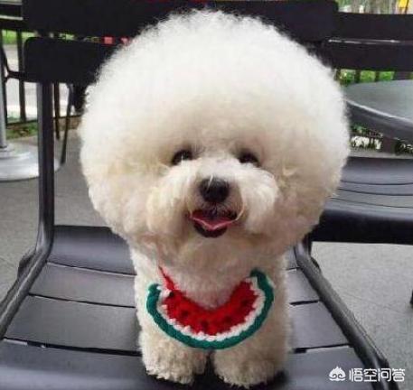 小比熊犬图片:养比熊犬的必备小技能，有哪些？