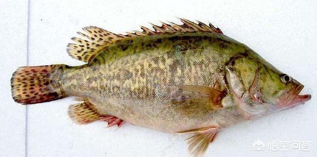 什么鱼的刺少且肉鲜嫩