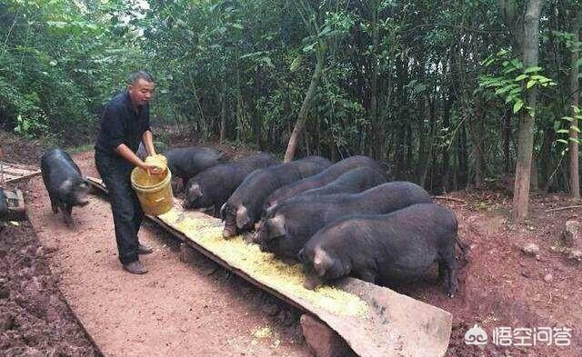 动物性饲料互联网项目:散养优质土鸡如何扩大网络销售？如何能够盈利？
