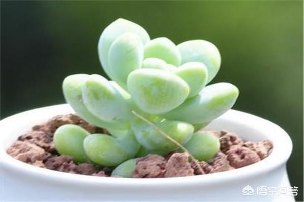 多肉“天使之泪”怎么养？