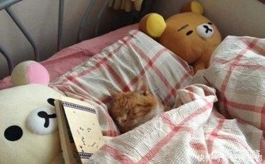 为什么晚上睡觉时猫咪总喜欢靠近自己的头，而且咕噜声还很大？插图28