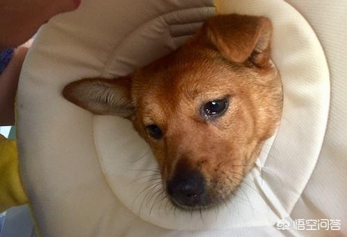 犬细小病图片:宠物感染了细小病毒，不去医院自己该怎么治疗？