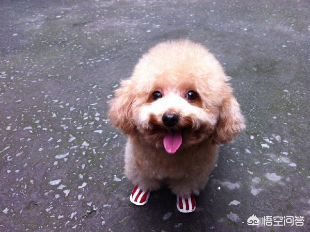 泰迪狗不能吃巧克力吗:泰迪狗是不是不能吃巧克力 如果泰迪长期吃人类吃的东西，会怎样？