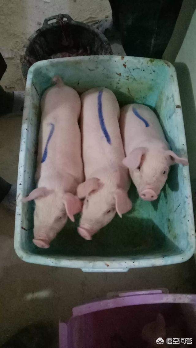 养一万头生猪大概要投资多少钱？