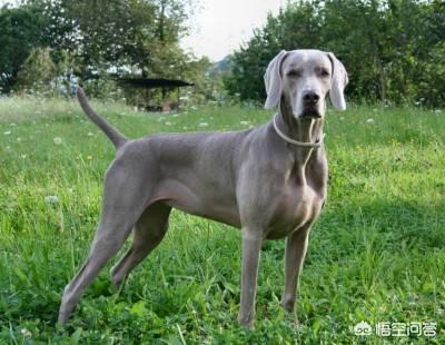 威玛猎犬和杜宾:为什么有些威玛犬胆子那么小？