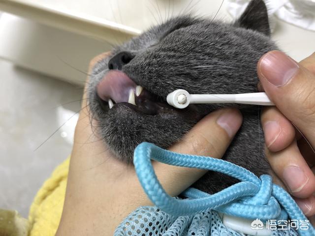 猫零食:经常给猫咪吃零食，有必要吗？怎样养猫比较好？ 猫零食