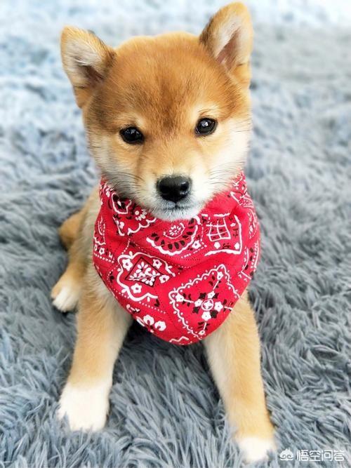 小柴犬阿旺的和风式生活百度云:2个月柴犬刚到家，该如何养？