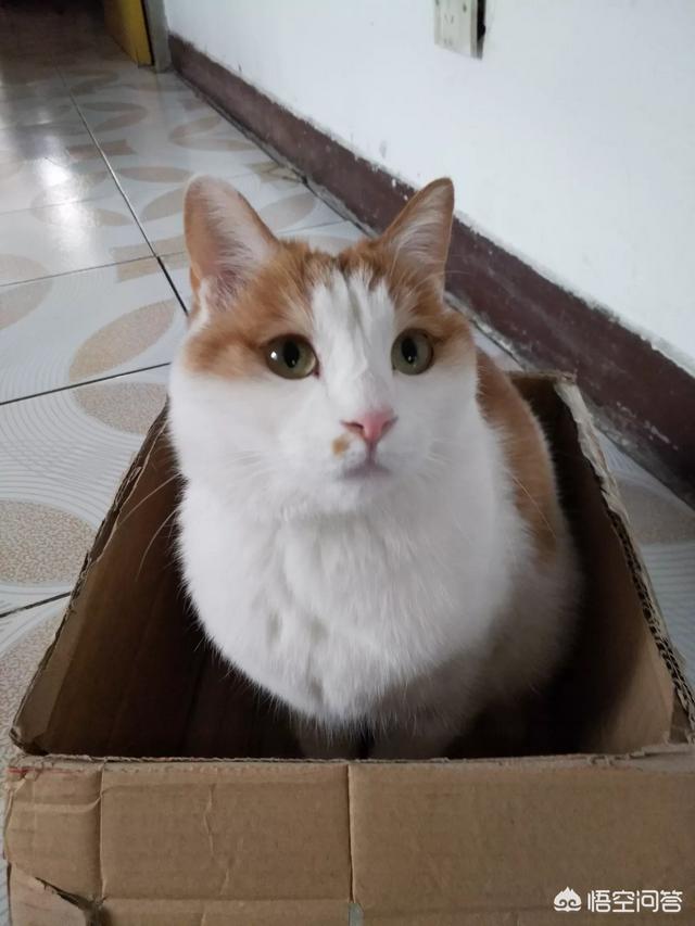 伍德氏灯猫:猫咪下巴的毛囊炎该怎么治疗？