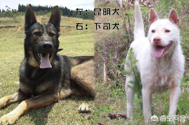 狩猎犬种:户外生存时，带什么狗最合适呢？