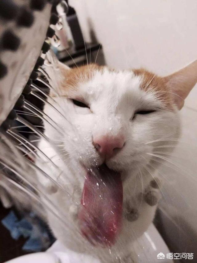 盆景猫:小猫咪开始能喝水了，是喝烧开的水，还是直接就能喝自来水？