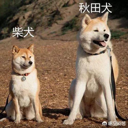 头条问答 秋田犬为什么少人养 1个回答