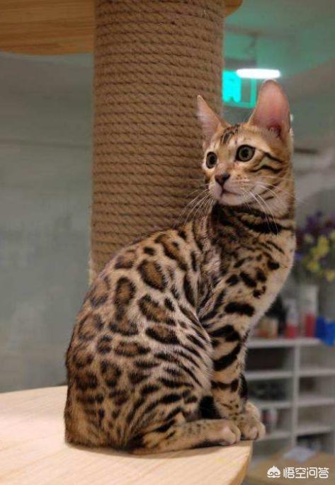 野生豹猫吃了有什么用:请问，孟加拉豹感冒了怎么办，孟加拉豹猫感冒吃什么药？