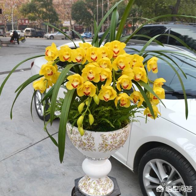 水塔花可以放室内吗:作为年宵花的鸿运当头，怎么才能使花期更长？