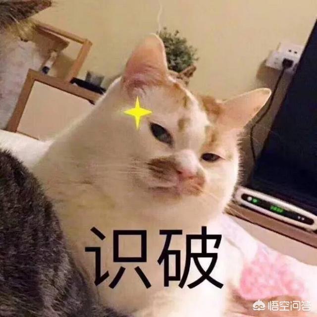 为什么我家猫不会埋屎:猫咪拉屎不埋是怎么回事？