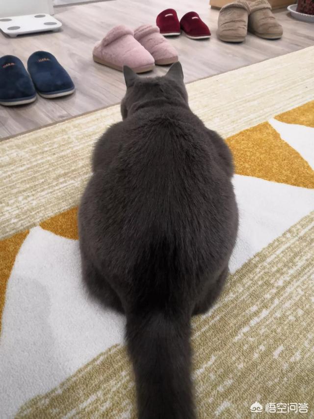英短蓝猫养公猫好还是母猫好:养母猫和公猫有什么不同？
